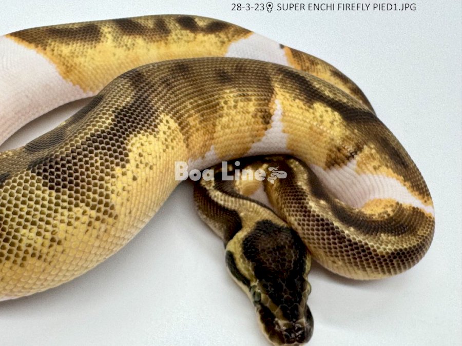 SUPER ENCHI FIREFLY PIED